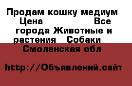Продам кошку медиум › Цена ­ 6 000 000 - Все города Животные и растения » Собаки   . Смоленская обл.